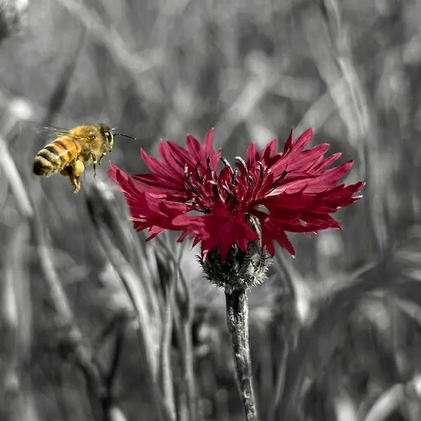 Kornblume und Biene mit selektivem Farbeffekt